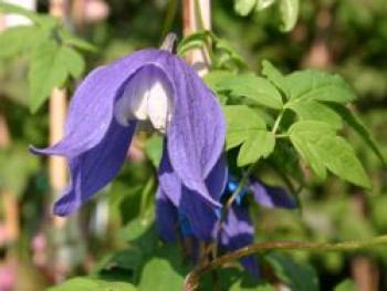 Alpen-Waldrebe 'Frances Rivis', 100-150 cm, Clematis alpina 'Frances Rivis', Containerware