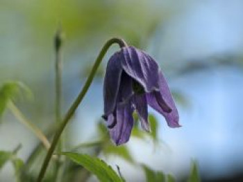 Clematis &#8218;Frankie&#8216; / Alpenwaldrebe, 60-100 cm, Clematis alpina &#8218;Frankie&#8216;, Containerware