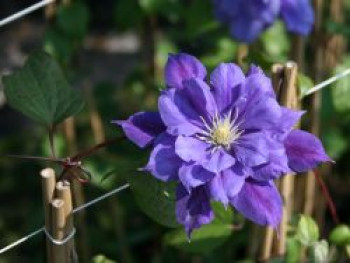 Clematis 'Franziska Maria', 60-100 cm, Containerware