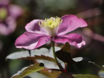 Clematis &#8218;Freda&#8216;, 60-100 cm, Clematis montana &#8218;Freda&#8216;, Containerware