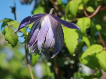 Clematis &#8218;Georg&#8216;, 60-100 cm, Clematis macropetala &#8218;Georg&#8216;, Containerware