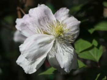 Clematis &#8218;Giant Star&#8216;, 60-100 cm, Clematis montana &#8218;Giant Star&#8216;, Containerware