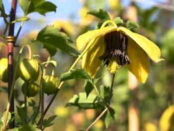 Clematis &#8218;Golden Harvest&#8216;, 60-100 cm, Clematis tangutica &#8218;Golden Harvest&#8216;, Containerware