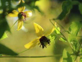 Clematis &#8218;Golden Tiara&#8216; ®, 60-100 cm, Clematis serratifolia &#8218;Golden Tiara&#8216; ®, Containerware