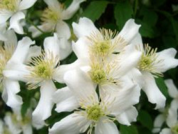 Clematis &#8218;Grandiflora&#8216; Alba, 60-100 cm, Clematis montana &#8218;Grandiflora&#8216; Alba, Containerware