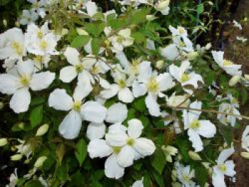 Clematis 'Grandiflora', 100-150 cm, Clematis montana 'Grandiflora', Containerware