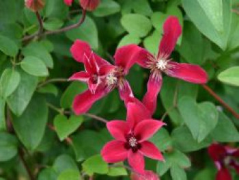 Clematis &#8218;Gravetye Beauty&#8216;, 60-100 cm, Clematis texensis &#8218;Gravetye Beauty&#8216;, Containerware