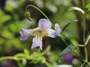 Clematis &#8218;Hanna&#8216;, 60-100 cm, Clematis viticella &#8218;Hanna&#8216;, Containerware