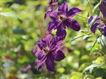 Clematis &#8218;Happy Birthday&#8216;, 60-100 cm, Containerware