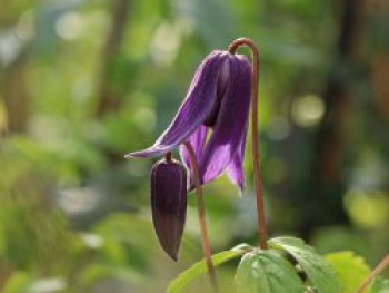 Clematis &#8218;Helsingborg&#8216;, 60-100 cm, Clematis alpina &#8218;Helsingborg&#8216;, Containerware