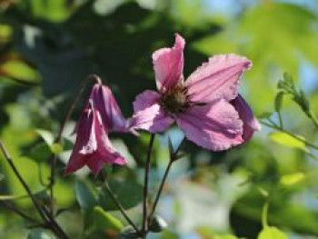 Clematis &#8218;Hendryetta&#8216;, 60-100 cm, Containerware