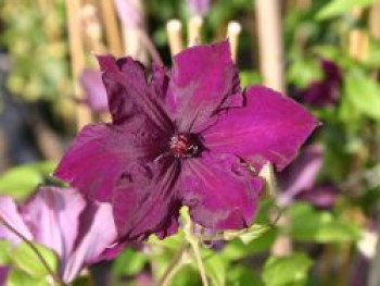 Clematis 'Honora', 50-100 cm, Containerware