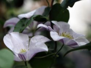 Clematis &#8218;Huldine&#8216;, 60-100 cm, Clematis viticella &#8218;Huldine&#8216;, Containerware