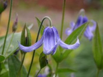 Waldrebe 'Olgae', Clematis integrifolia 'Olgae', Containerware