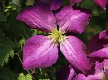 Clematis Jackmanii &#8218;Purpurea&#8216;, 60-100 cm, Clematis x jackmanii &#8218;Purpurea&#8216;, Containerware