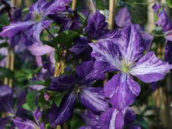 Clematis Jackmanii &#8218;Tie Dye&#8216;, 60-100 cm, Clematis x jackmanii &#8218;Tie Dye&#8216;, Containerware