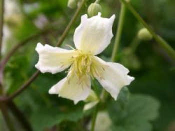 Clematis 'Jasper', 50-100 cm, Containerware