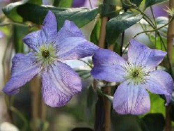 Clematis &#8218;Jenny&#8216;, 60-100 cm, Clematis viticella &#8218;Jenny&#8216;, Containerware