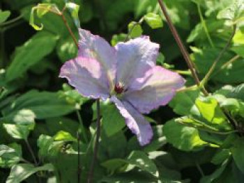 Clematis 'John Paul II', 50-100 cm, Containerware
