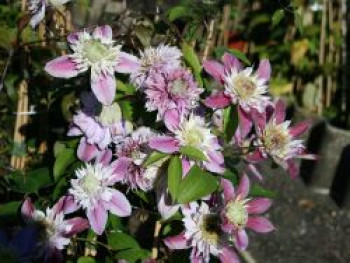 Clematis &#8218;Josephine&#8216;, 60-100 cm, Containerware