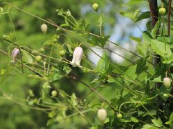 Clematis &#8218;Kaiu&#8216;, 60-100 cm, Clematis texensis &#8218;Kaiu&#8216;, Containerware