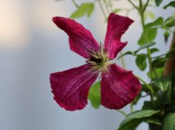 Clematis &#8218;Kermesina&#8216;, 60-100 cm, Clematis viticella &#8218;Kermesina&#8216;, Containerware