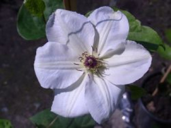 Waldrebe 'Krolowa Jadwiga', 50-100 cm, Clematis 'Krolowa Jadwiga', Containerware
