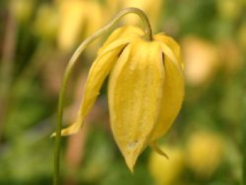 Clematis &#8218;Lambton Park&#8216;, 60-100 cm, Clematis tangutica &#8218;Lambton Park&#8216;, Containerware