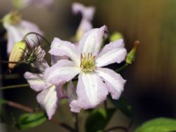 Clematis &#8218;Little Nell&#8216;, 60-100 cm, Clematis viticella &#8218;Little Nell&#8216;, Containerware