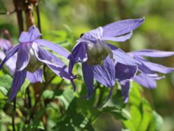 Clematis macropetala, 60-100 cm, Containerware