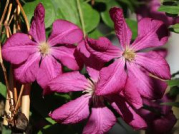 Clematis &#8218;Madame Julia Correvon&#8216;, 60-100 cm, Clematis viticella &#8218;Madame Julia Correvon&#8216;, Containerware