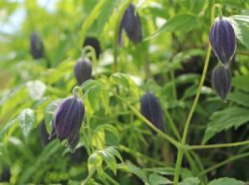 Clematis 'Maidwell Hall', 60-100 cm, Clematis macropetala 'Maidwell Hall', Containerware