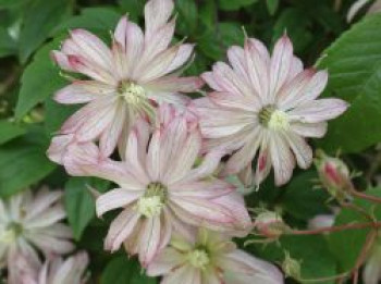 Waldrebe &#8218;Marjorie&#8216;, 60-100 cm, Clematis montana &#8218;Marjorie&#8216;, Containerware