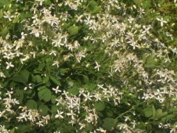 Clematis mandschurica, Containerware