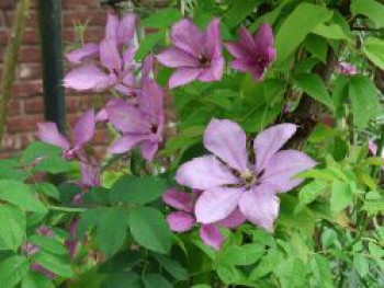 Clematis &#8218;Margaret Hunt&#8216;, 60-100 cm, Containerware