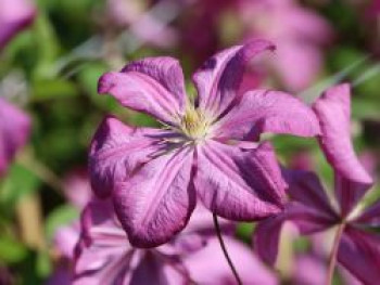 Clematis &#8218;Margot Koster&#8216;, 60-100 cm, Clematis viticella &#8218;Margot Koster&#8216;, Containerware