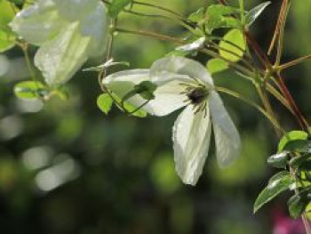 Clematis 'Maria Cornelia', 50-100 cm, Clematis viticella 'Maria Cornelia', Containerware
