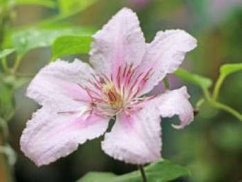 Clematis &#8218;Marmori&#8216;, 60-100 cm, Clematis viticella &#8218;Marmori&#8216;, Containerware