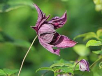 Clematis &#8218;Mary Rose&#8216;, 60-100 cm, Clematis viticella &#8218;Mary Rose&#8216;, Containerware