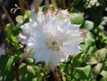 Clematis &#8218;Midori&#8216;, Containerware