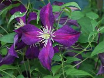 Clematis 'Mikelite', 60-100 cm, Clematis viticella 'Mikelite', Containerware