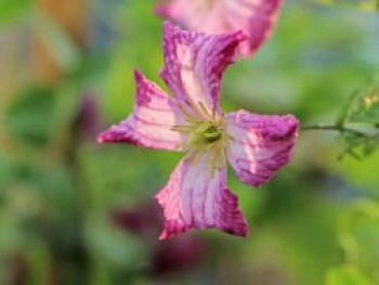 Clematis &#8218;Minuet&#8216;, 60-100 cm, Clematis viticella &#8218;Minuet&#8216;, Containerware