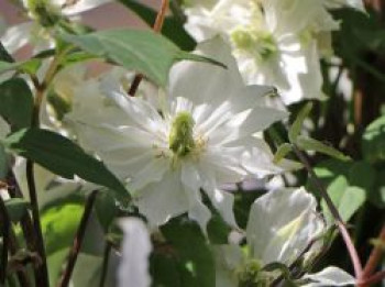 Clematis &#8218;Morning Yellow&#8216;, 60-100 cm, Clematis montana &#8218;Morning Yellow&#8216;, Containerware