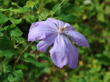 Clematis &#8218;Mrs. Cholmondeley&#8216;, 60-100 cm, Containerware