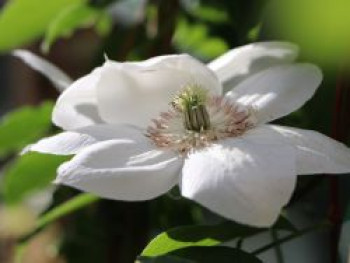 Clematis &#8218;Mrs. George Jackman&#8216;, 60-100 cm, Containerware