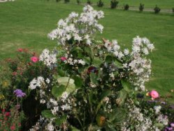 Clematis 'Mrs. Robert Brydon', Clematis bonstedtii (jouiniana) 'Mrs. Robert Brydon', Containerware