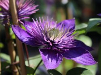 Clematis &#8218;Multi Blue&#8216;, 60-100 cm, Containerware