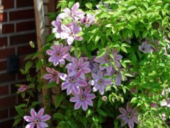 Clematis &#8218;Nelly Moser&#8216;, 60-100 cm, Containerware