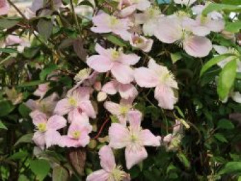 Clematis &#8218;New Dawn&#8216;, 60-100 cm, Clematis montana &#8218;New Dawn&#8216;, Containerware