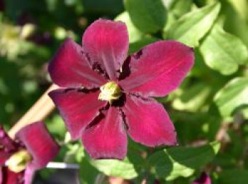 Clematis &#8218;Niobe&#8216;, 60-100 cm, Containerware